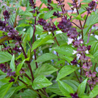 Basil seeds «Wonderful»