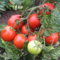 Насіння томату «Чайка»