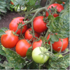 Насіння томату «Чайка»