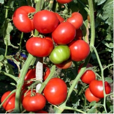 Tomato seeds «Campbell» 