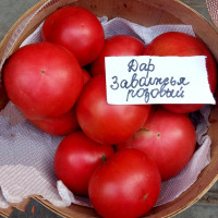 Tomato seeds «Gift of Zavolzhye Pink» 