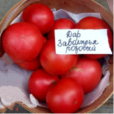 Tomato seeds «Gift of Zavolzhye Pink» 