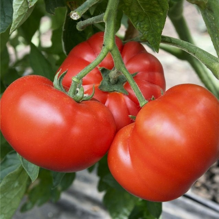 Tomato seeds «Homestead» 