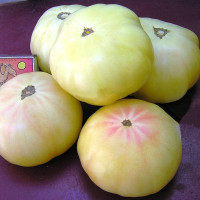 Tomato seeds «White giant» 