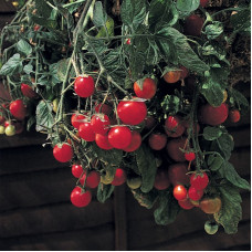Насіння томату «Садова перлина»