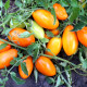 Насіння томату «Золотий потік»