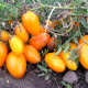 Насіння томату «Золотий потік»