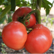 Насіння томату «Леді досконалість»