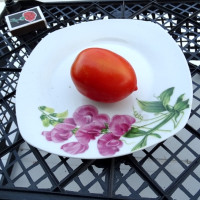 Tomato seeds «Titan» 