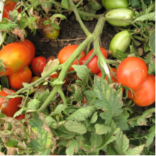 Tomato seeds «Ukrainian» 