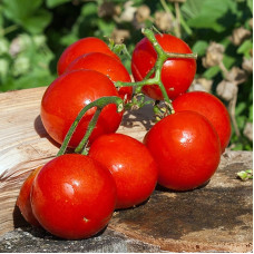Насіння томату «Денис»