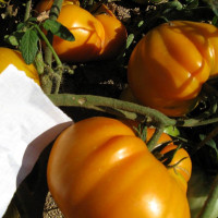 Семена томата «Клондайк»