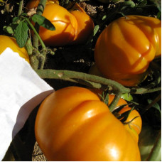 Tomato seeds «Klondike» 