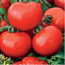Насіння томату «Бутуз»
