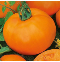 Tomato seeds «Orange» 