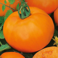 Tomato seeds «Orange» 