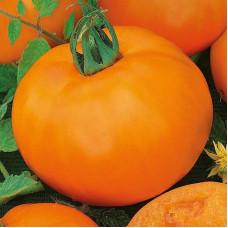 Tomato seeds «Orange» 