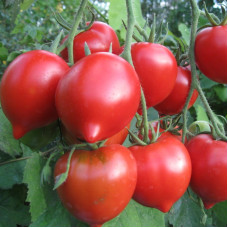 Tomato seeds «Hybrid Tarasenko 2» 