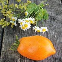 Семена томата «Аргентинское чудо»