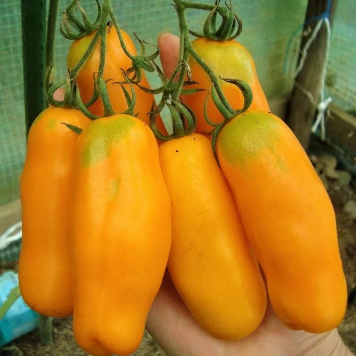 Насіння томату «Перцеподібний помаранчевий»