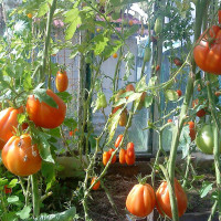Tomato seeds «One hundred pounds» 