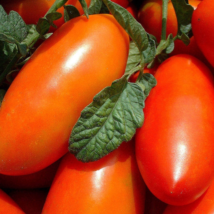 Насіння томату «Алтей»