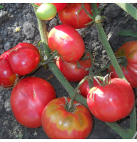 Tomato seeds «Grandma's secret pink» 
