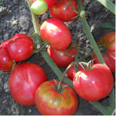 Tomato seeds «Grandma's secret pink» 