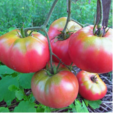 Насіння томату «Мікадо рожевий»