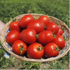 Tomato seeds «Jubilee» 