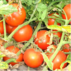 Насіння томату «Адель»