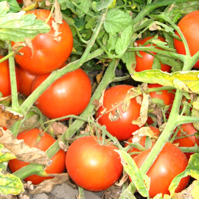 Насіння томату «Адель»