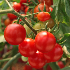 Насіння томату «Алка»