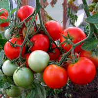 Насіння томату «Ефемер»