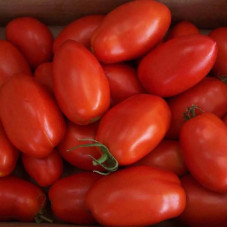 Насіння томату «Лагідний»