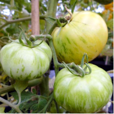 Насіння томату «Біла Зебра»