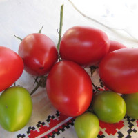 Насіння томату «Гейзер»