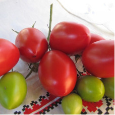 Насіння томату «Гейзер»
