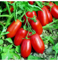 Насіння томату «Анаконда»