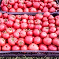 Насіння томату «Рожевий штамбовий»