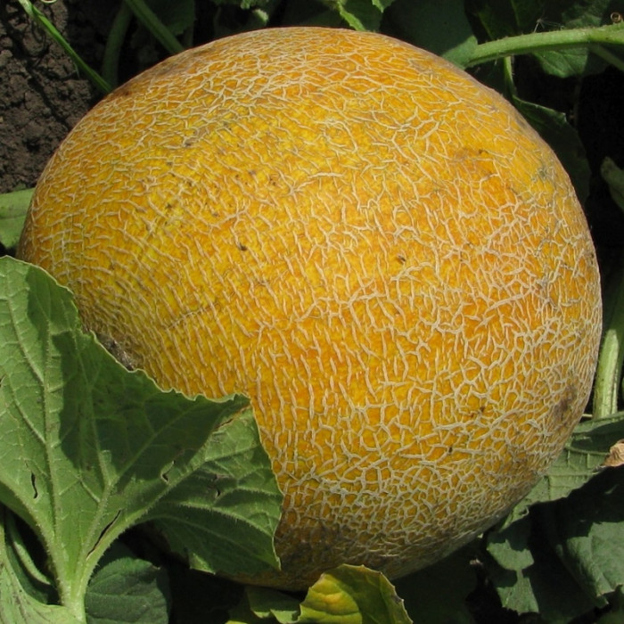 Melon seeds «Tytivka»