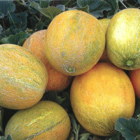 Melon seeds «Dana»