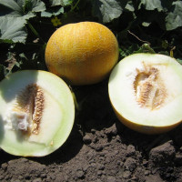 Melon seeds «Prestige»