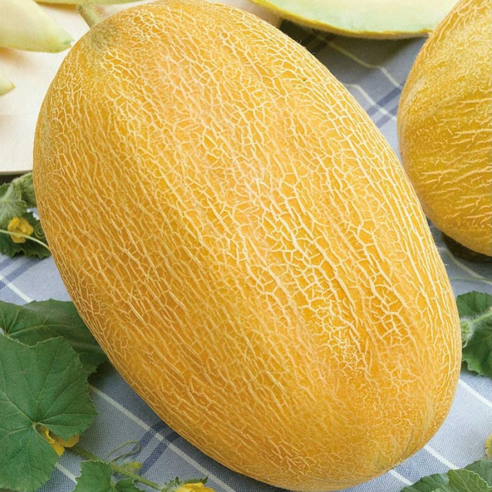 Melon seeds «Alushta»