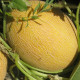 Melon seeds «Credo» F1