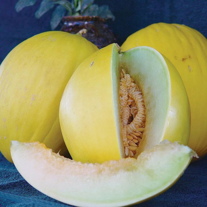 Melon seeds «Cossacks»