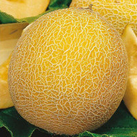 Семена дыни «Леся»