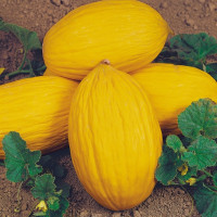 Насіння дині «Ругосо ді Косенца»