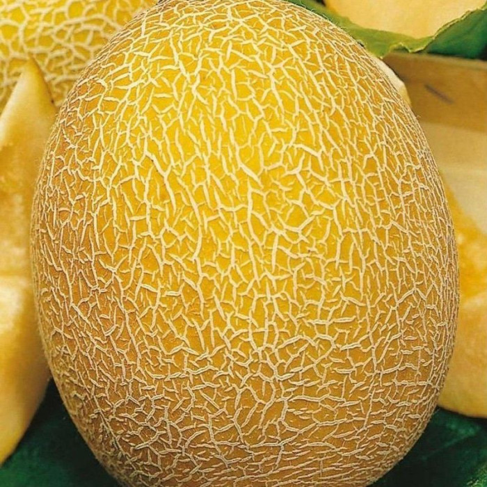 Melon seeds «Ineya»