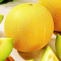 Семена дыни «Ранняя 133»